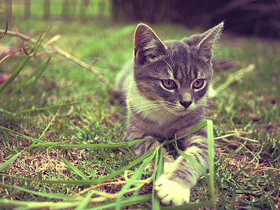 brown tabby cat on grass field thumbnail