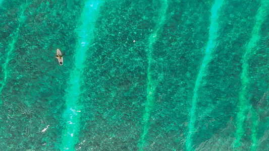 beach, ocean, person, sea, surfer, surfing thumbnail