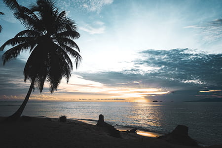 landscape photo of coconut tree near shore thumbnail
