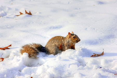 squirrel on ice during day time thumbnail