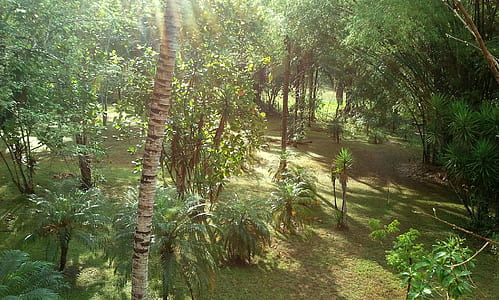 high-angle photography of trees thumbnail
