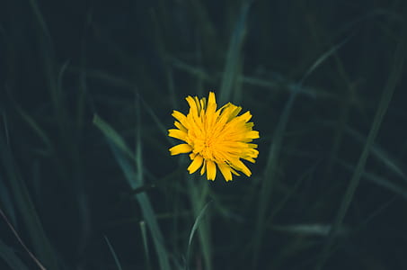 selective photography of flower thumbnail