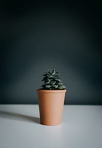 green potted plant on brown clay pot thumbnail