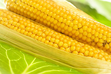 selective focus photography of yellow corns thumbnail