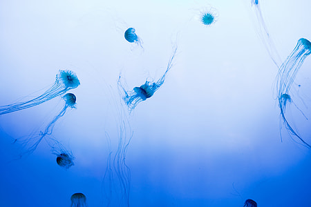 low angle photography of jellyfish thumbnail