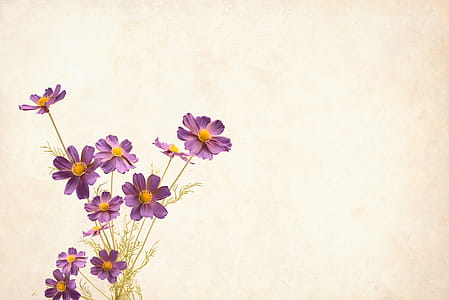 flower, background with copyspace thumbnail
