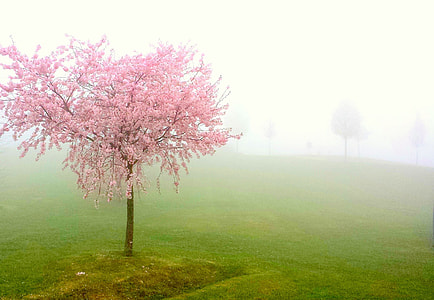 landscape photography of sakura tree thumbnail