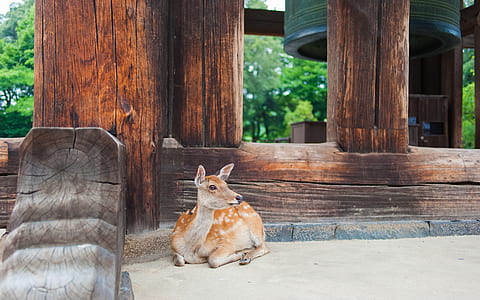 deer lying beside wooden post thumbnail