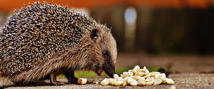 brown hedgehog eating nuts thumbnail