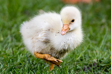 white duckling on the grass field thumbnail
