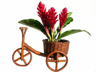 red flower and brown stand thumbnail