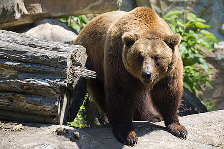 brown bear standing near tree log thumbnail