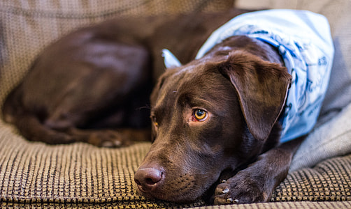 brown short-coated small-sized dog prone lying on sofa thumbnail