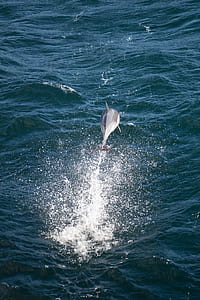 diving gray dolphin thumbnail