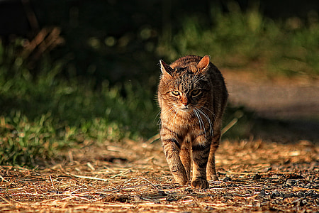 tabby cat walking on pathway thumbnail