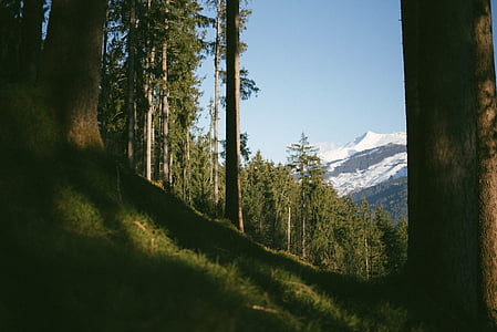 green trees on the foot of the mountain thumbnail