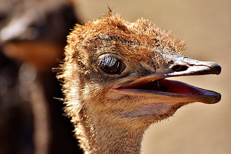 shallow focus photography of brown ostrich head thumbnail