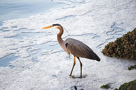 gray bird standing on seashore at daytime thumbnail