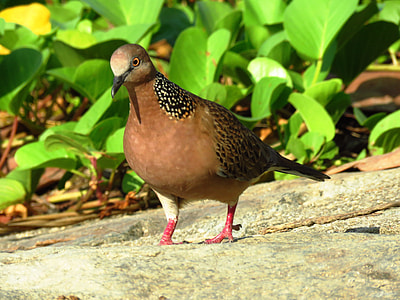 brown and black Dove on stone during daytime thumbnail