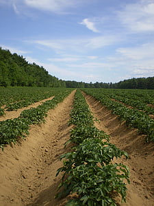 green leafed plant field near gree trees thumbnail