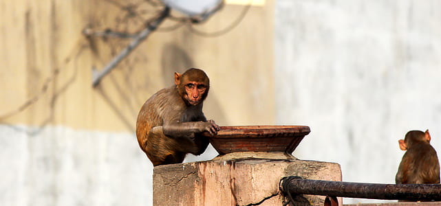 monkey holding brown decor thumbnail
