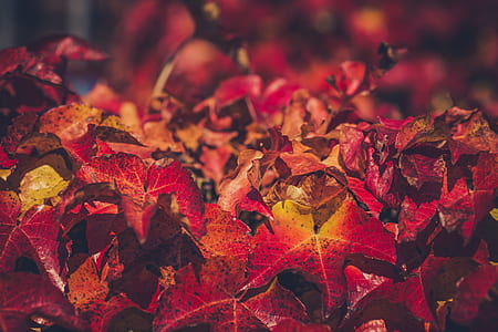 red leaves thumbnail