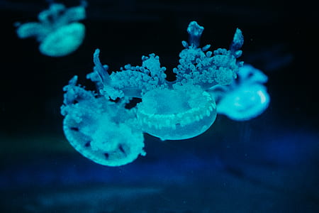 macro photography of jellyfish thumbnail