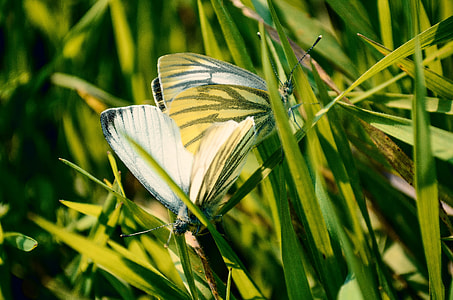 two white-and-yellow butterflies on the grass thumbnail