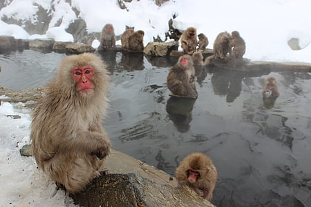 group of baboons thumbnail