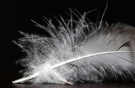 grayscale photo of feather thumbnail