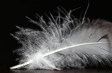 white feather thumbnail