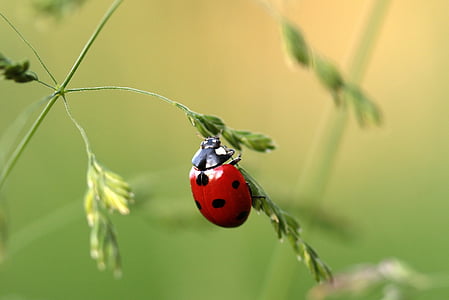 selective focus of red lady bug on green leaf plant thumbnail
