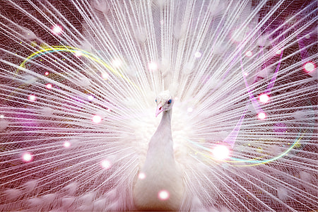 white peafowl illustration thumbnail