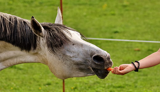 person feeding white horse thumbnail