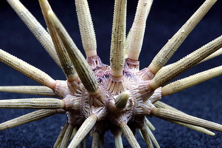 closeup photo of plant stem thumbnail