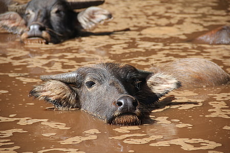 water buffalo in body of water thumbnail
