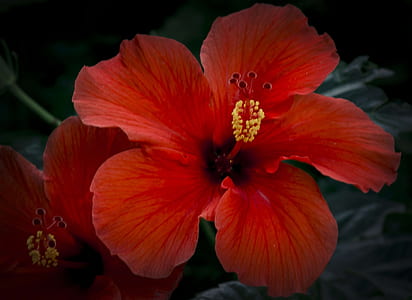 close-up photo of red hibiscus flower thumbnail