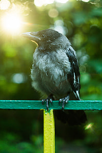 closeup photography of House Crow perching on metal rod thumbnail