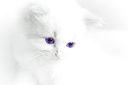 white car with purple eye thumbnail