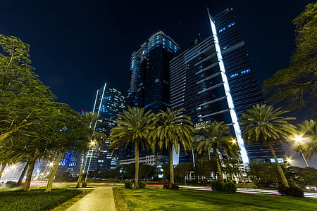 palm trees on park near high-rise building thumbnail