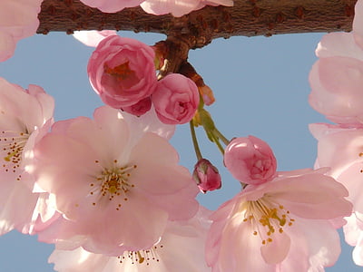 pink cherry blossoms thumbnail