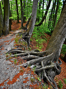 trees on ground thumbnail