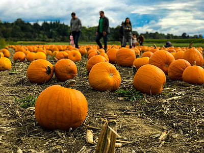 people walking on pumpkin field thumbnail