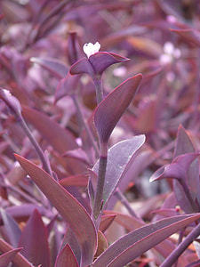 Mexican Dreimasterblume thumbnail