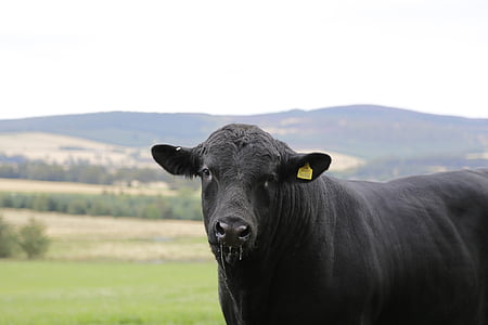 black cow in grass field near mountains thumbnail
