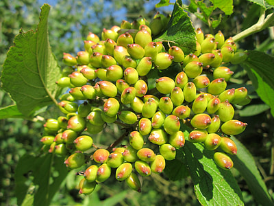 Viburnum Lantana, Wayfarer thumbnail