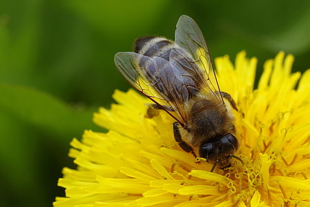 bee perching on yellow cluster flower in close-up photography thumbnail