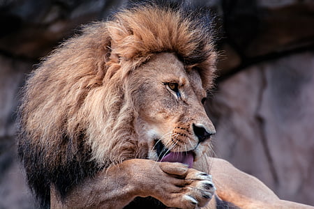brown lion licking his foot thumbnail