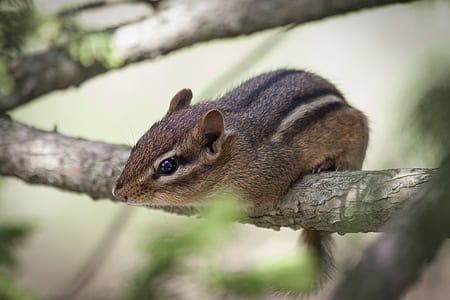 Brown Squirrel on Branch of Tree thumbnail