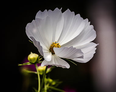 white cosmos flower in bloom close up photo thumbnail